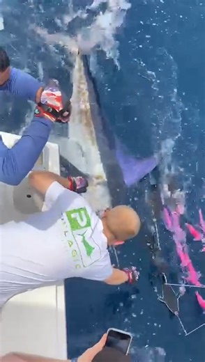 Cabo, MX - Caliente released 6 Striped Marlin. | Marlin Billfish