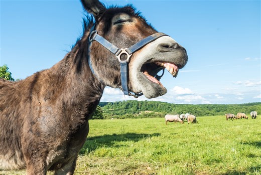 Donkey ASMR videos are my new obsession