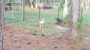 Muscletone's Bean Stack | Raza American Bully