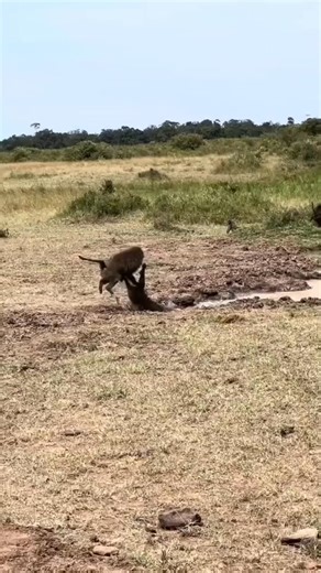 A baboon that fails to master the rules of the wild often learns them in the teeth of a crocodile | Ñãtürë Øf Wïldlïfé