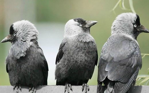 纪录片.鸟类的智力.2016[高清][英字]