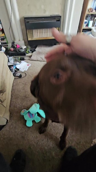 Lab Dad Adam (@adamparker521)’s videos with original sound - Lab Dad Adam