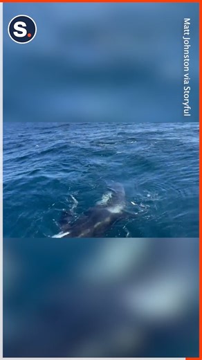 61K views · 217 reactions | A rise in reported attacks by orcas against boats in Western Europe since 2020 has perplexed scientists and drawn debate over whether a killer whale is teaching members of its pod how to ram into boats, according to a May 18 article in Live Science. | storyful | Facebook