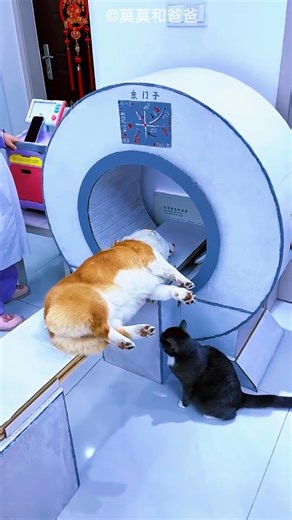 Smart Dog Helped Owner Be Doctor 😍