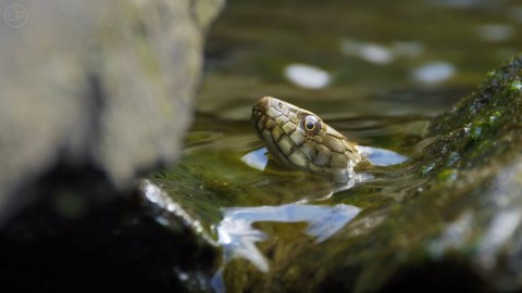 Un serpent surgit à la surface devant une caméra cachée