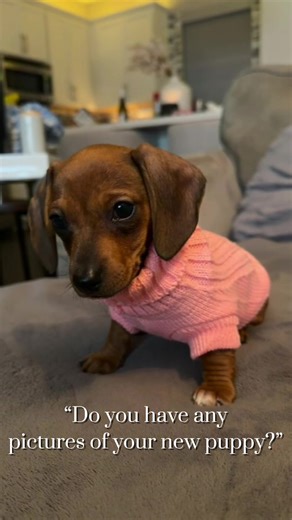 I said I wasn’t going to be that dog mom… anyway here’s Penny 🤎 #fyp #minidachshundpuppy #dogsoftiktok