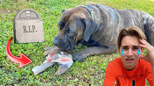 How to keep your tortoise happy and thriving