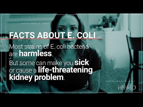The Basics: E. Coli | WebMD