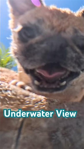 Underwater looking up Insta360 #insta360goultra #watercamera #dogswimming #puglife