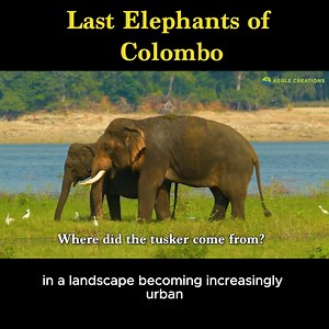 In the past, elephants were distributed throughout the island of Sri Lanka. Today, they are largely restricted to the dry lowlands of the country. "The Last Elephants of Colombo" takes a look at the history of Sri Lankan Elephants and how their distribution dwindled. #srilanka #nature #wildlife #srilankawildlife #wildsrilanka #history #documentary #srilankadaily #elephants #srilankanelephant #conservation #wildlifeconservation #lka | Aegle Creations