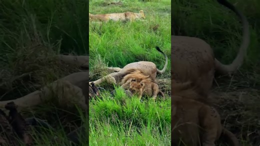 Predators in food coma after big Mara feast