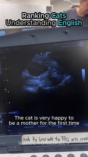Cats Understanding English🤣 #ranking #funny #cats #kitten #reel | Wildly Unlikely