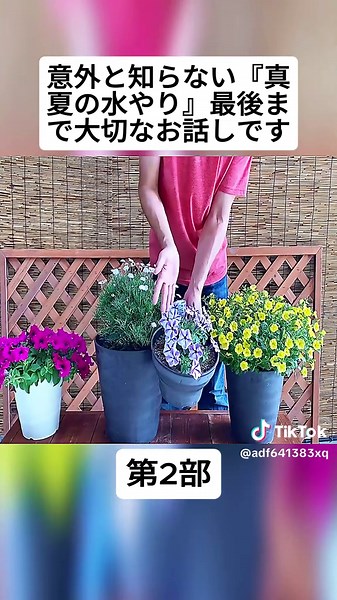 真夏の水やりの重要性とコツ