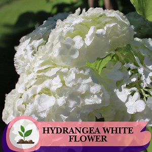 50 graines d'hortensia blanc - Hydrangea quercifolia - arbuste ou haie élégant avec de grandes fleurs estivales - Etsy France