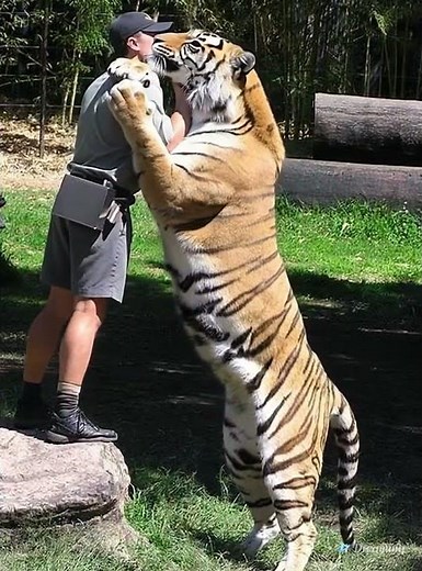 BIG TIGER HUG ON HUMAN! Human friendly with big tiger #animallovers