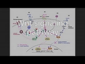 Wnt signaling pathway