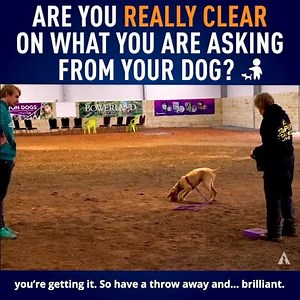 16K views · 115 reactions | Why is it important that we’re clear with our dogs ? Let’s find out... | absoluteDOGS | Facebook