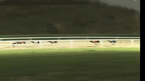 🏆 PREMIER GREYHOUND RACING KENT DERBY 🏆 OR1 🥇 Romeo Tomcat 🥈 Texas Jack 🥉 Headford Dane It's Tomcat's night 😍 That's EIGHT Open Race wins on the bounce for Patrick Janssens' star hound ⭐ Race replay ⤵️ #CentralPark 🐾 | Central Park Stadium