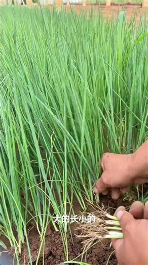 Quick Guide: Planting & Transplanting Chives - DIY Gardening Tips