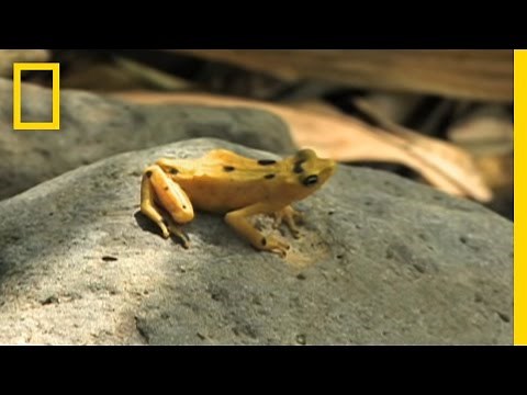 Frogs are dying and Korea gets the blame