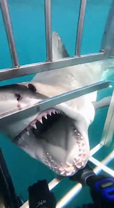 1.3M views · 12K reactions | #sharkattack #oceanlife #scarymoment #wildlife #deepsea #viralvideo #trending #dangerzone #sealife #caughtoncamera #sharks #oceanadventure | Sea Predator Attack | Facebook
