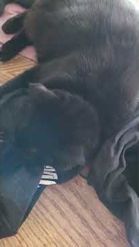 Louis Rossmann Shadow Cat Stole My Clinton Shirt She Made it Hers!