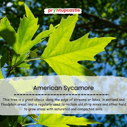 100 American Sycamore Tree Seeds | Platanus Occidentalis - Etsy