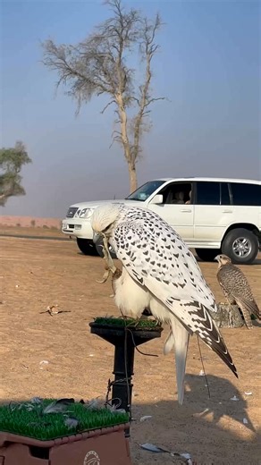 Bird falcon beautiful ready to attack on other bird Exploreing my falcon bird! | National464 | Facebook