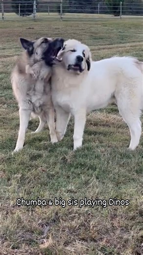 2.6K views · 158 reactions | Dinosaurs!!! Affectionate Dinosaurs with...