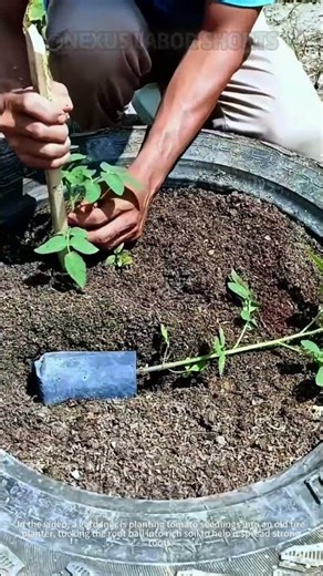 Genius tire planter hack for growing juicy tomatoes!