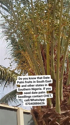 Center for Hybrid Economic Trees (CHET) | Center for Hybrid Economic Trees