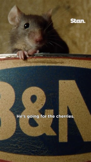 This mouse deserved an Oscar... 🏆 The classic film #MouseHunt is now streaming on Stan. | Stan.