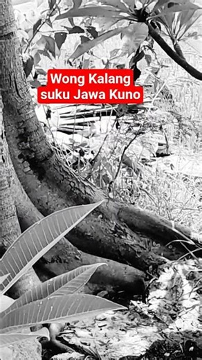 Ancient Javanese Tribes #history #javahistory #ancientjava #shorts