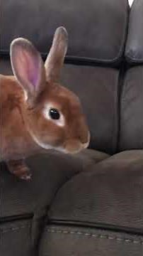 What its like to own a mini rex bunny rabbit. He is neutered.