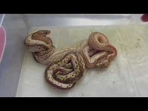 Pythons regius sortis de l'oeufs ponte Clown Pastel X Calico Lesser 100% Het Clown
