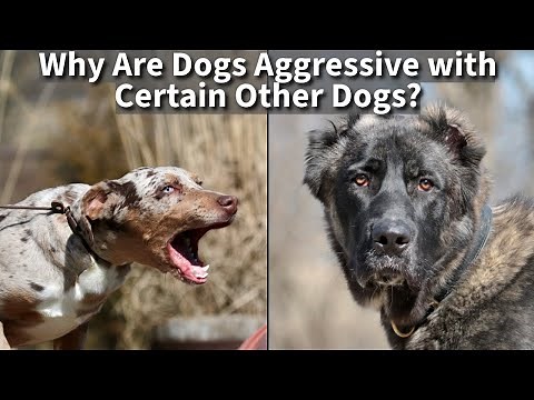 Why Are Dogs Aggressive With Only Certain Other Dogs?