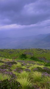 15K views · 683 reactions | Blue is the new green. The magnificent Neelakurunji is in full bloom, transforming the green hills of Kallippara at Idukki into shades of blue. A rare event that occurs once in 12 years, this is a gorgeous reason to plan your trip and pack your bags! #Neelakurinji #Idukki #PackUpForKerala #KeralaTourism  Sebinster | Kerala Tourism | Facebook