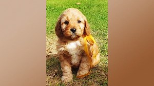 We’ve attached some captured footage of Evie's tan & ruby litter of puppies. It's a gorgeous insight into these little fur babies. These pups will be uploaded for sale tonight @ 7pm or with our new, updated sales procedure, you can secure a puppy now: https://www.designerk9breeders.com/puppies-available | Designer K9 Breeders