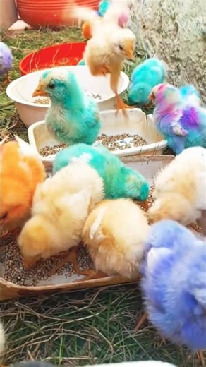 The Most funny Cutest Reactions Ever Like | Hen Baby Cutest Sound | chicken free sounds #shorts