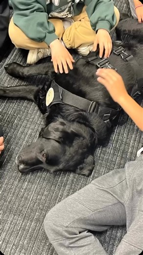 Irvine Police Department on Instagram: "Repost - @irvinepolice_k9_unit - Last week, Support K9 Jacks was one busy pup! From attending community group meetings to cheering on the sidelines at basketball games, he was out and about spreading smiles and support. It was a tail-wagging, fun-filled week at work! #labrador #supportk9 #community #lab #goodboy #orangecounty #irvine"