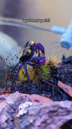 I got Vampire Crabs! . . . #vampirecrab #paludarium #terrarium #crab #crabs #geosesarma #aquarium #vampirecrabs #freshwatercrab #vivarium #nature #vampirkrabbe #fishtank #freshwatertank #landcrab #plantedtank #aquaterrarium #aquascape #fishaquarium #crabsoftiktok #vampirecrabsoftiktok #exoticpets