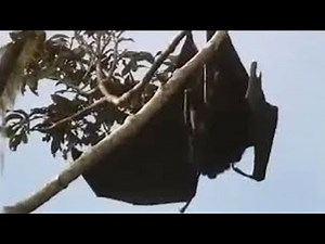 Mother and Baby Bats in the Wild | Unknown Africa | BBC Studios
