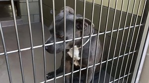 10K views · 145 reactions | ✔️Rescued, freedom pics on another...