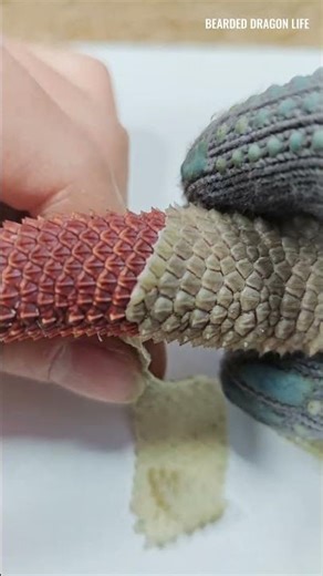Satisfying Crunchy Sounds from the Tail #beardeddragon #lizard #lizardskinpeeling