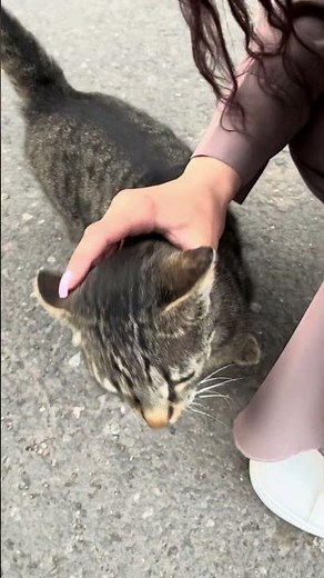 Why Grey Cats Are Actually Called "Brown" Tabbies! 🤯 #shorts