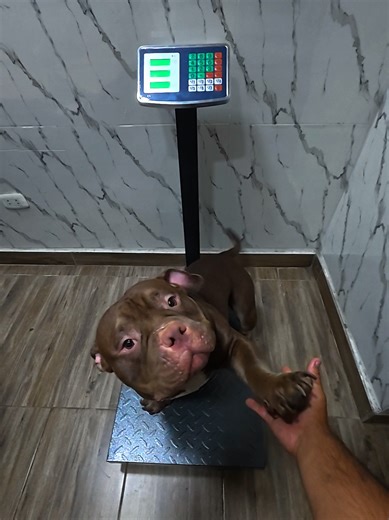 🔥 No es solo una balanza, es una herramienta de trabajo Probando nuestra balanza industrial de 500 kg con mi American Bully 🐶💪 ✔️ Plataforma grande 60 x 45 cm ✔️ Pesaje exacto ✔️ Súper resistente Ideal para veterinarias, almacenes, mercados, talleres y negocios que mueven peso. 📦 Envíos a todo el Perú 📲 Escríbeme al DM – Balanza Express #negocios #balanza #peru #veterinaria #fyp