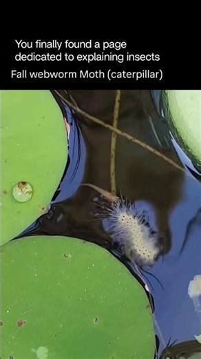 Follow @explaininginsects2025 for daily insects facts