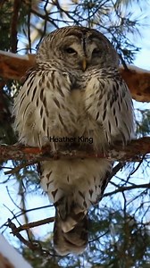 He looked at me. A leg emerged from the feather fortress. He nibbled his own foot. I briefly considered becoming his mate. 👉 Be honest… would you have too? #BarredOwl #OwlQueen #WildOwls #NatureHumor #OwlLife | Thee Owl Queen
