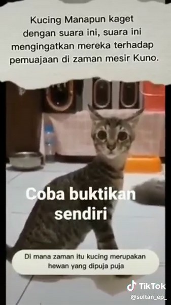 Ancient Egyptian Sounds for Cats: Music and Reactions