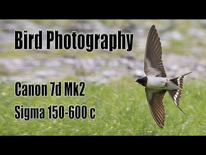 Bird photography settings 5 tips for Canon 7d mk ii Sigma 150-600 contemporary